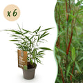 Green boutiQ - Bambus - Fargesia Asian Wonder - Immergrün - Nicht wuchernd - Grün - 6 Pflanzen - Topf 14cm - Höhe 35cm
