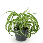 Green boutiQ - Plante d'intérieur - Chlorophytum comosum Bonnie - Plante araignée frisée - Plante adaptée aux animaux de compagnie - Vert - 1 plante - avec pot gris - Pot 12 cm - Hauteur 20 cm