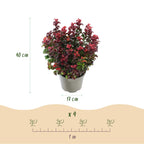 Green boutiQ - Gartenpflanze - Leucothoe Curly Duo - Gelb & Rot - 2 Pflanzen - Immergrün - Pflegeleicht - Topf 17cm Höhe 40cm