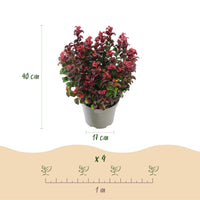 Green boutiQ - Tuinplant - Leucothoe Curly Duo - Geel & Rood - 2 Planten - Groenblijvend - Weinig Onderhoud - Pot 17cm Hoogte 40cm