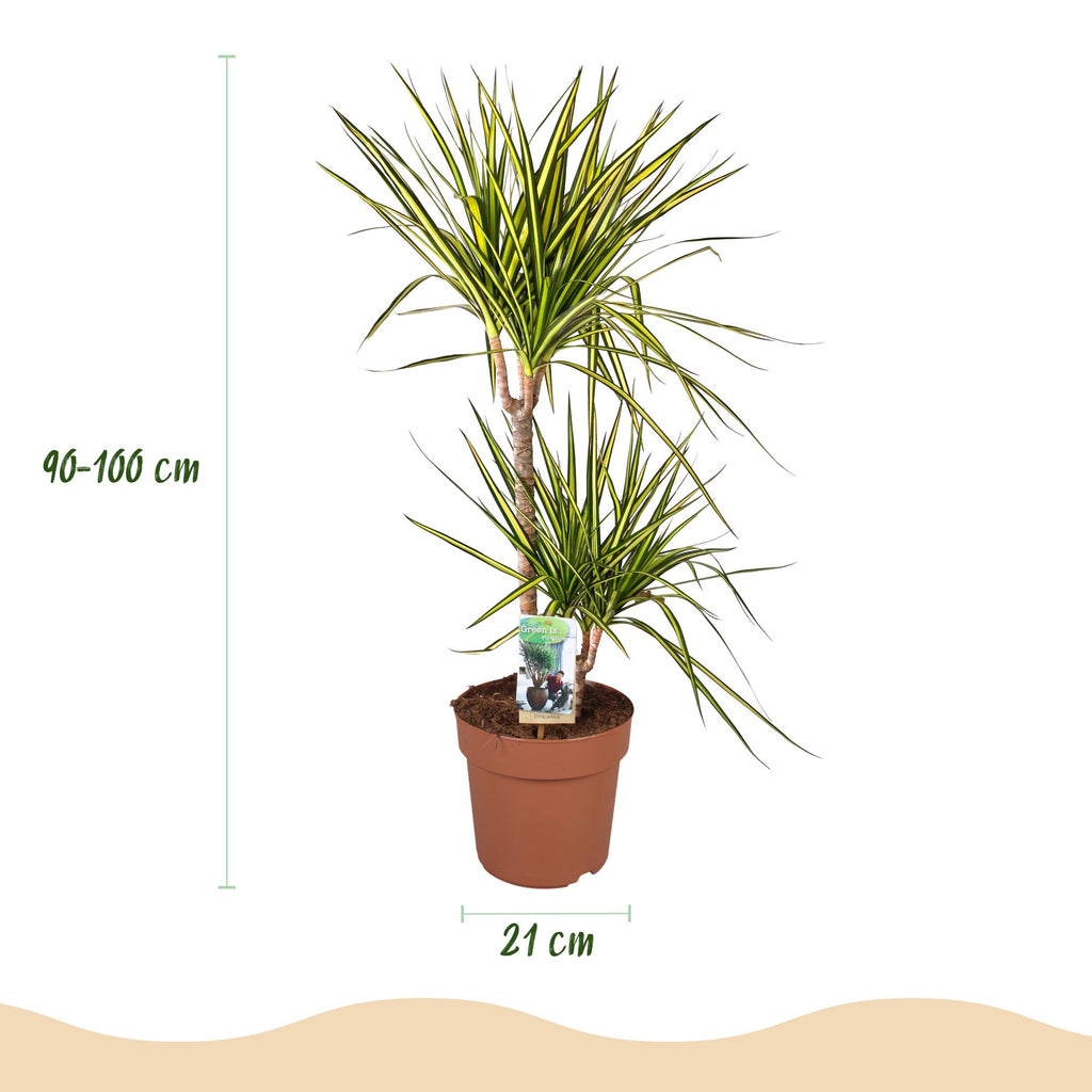Green BoutiQ - Le vert est... Plantes d'intérieur - Dracaena Sunray - Dragonnier - Peu d'entretien - Vert - 1 plante - Pot 21cm - Hauteur 90-100cm