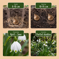 160x Leucojum Aestivum - Zomerschneeklokje - Wit - Voorjaarsbloeier - Bolmaat 8/9