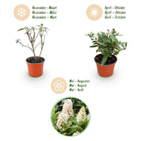 Green boutiQ - Tuinplant - Buddleja davidii Butterfly Candy Little White - Vlinderstruik - Compact - Wit - 3 Planten - Pot 12cm - Hoogte 20-25cm