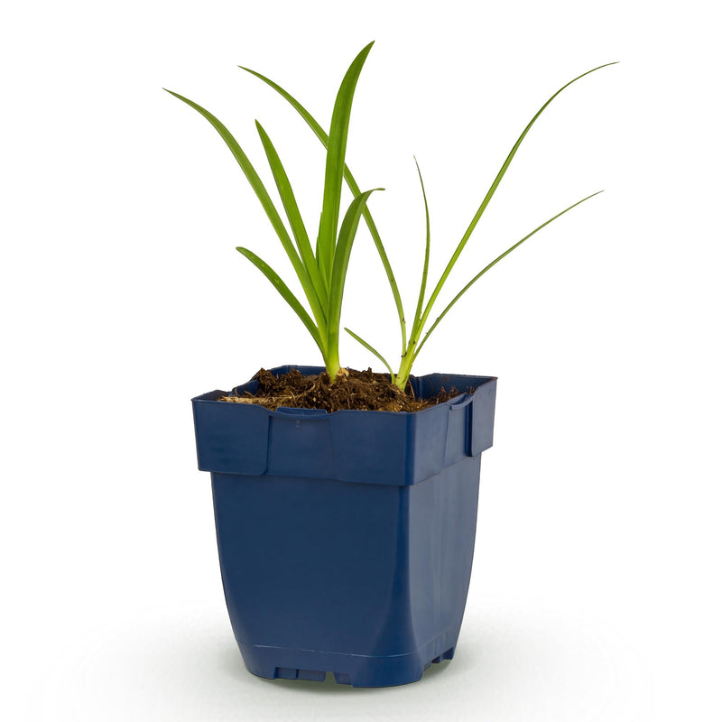 Green boutiQ - Vasteplant - Agapanthus africanus Albus - Afrikaanse Lelie - Bijen en Vlinderlokkers - Wit - 1 Plant - Pot 11cm - Hoogte 15-25cm