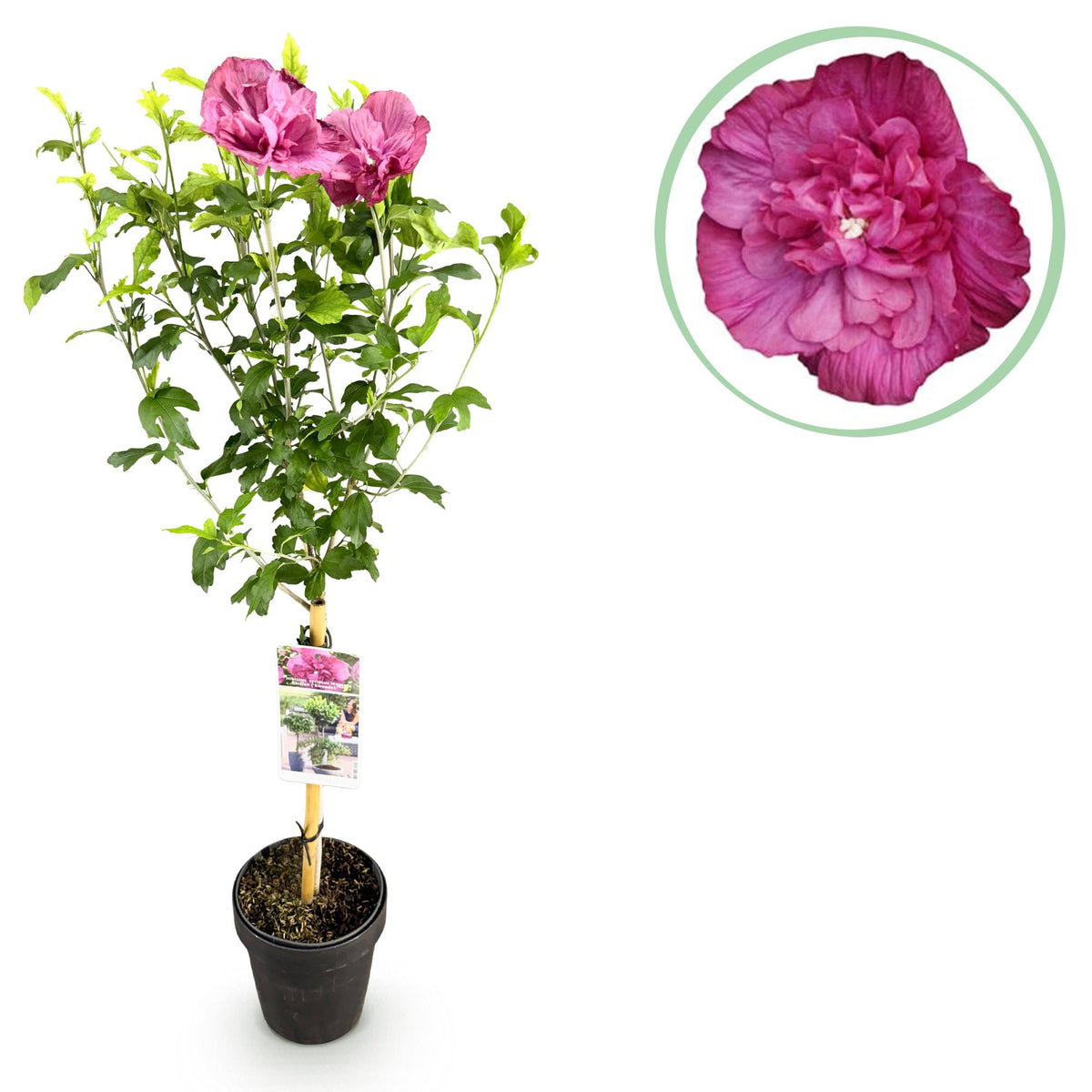 Green boutiQ - Plante sur tige - Hibiscus syriacus Magenta Chiffon® - Plante de terrasse - Caduc - Rustique - Fleur rose - Pot 19cm Hauteur 90cm