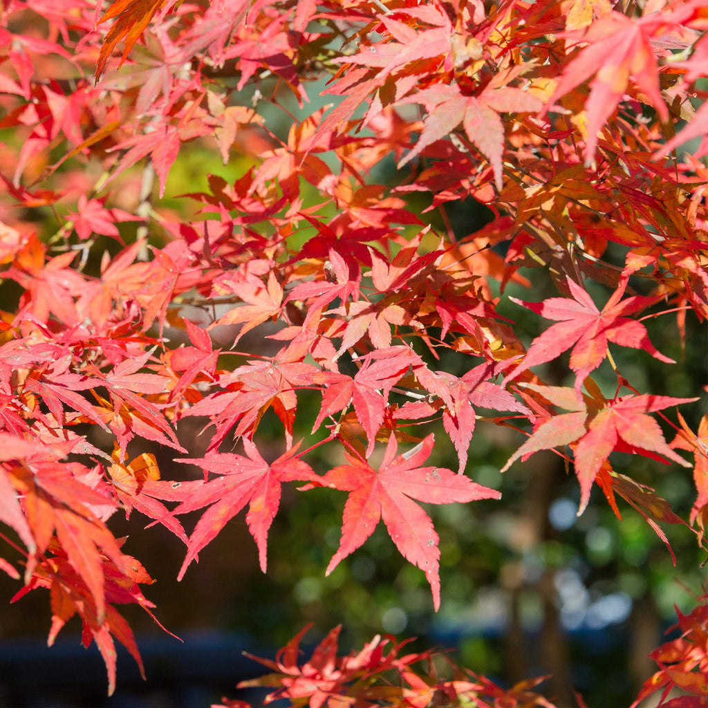 Green boutiQ - Plante de terrasse - Érable du Japon - Acer palmatum Shaina - Rouge - 1 plante - Caduc - Pot 19cm Hauteur 70cm