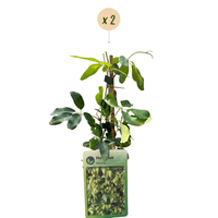 2x Humulus lup. Nordbrau - Nordbrau hop - Green - Climber - Ø9cm - ↕35cm
