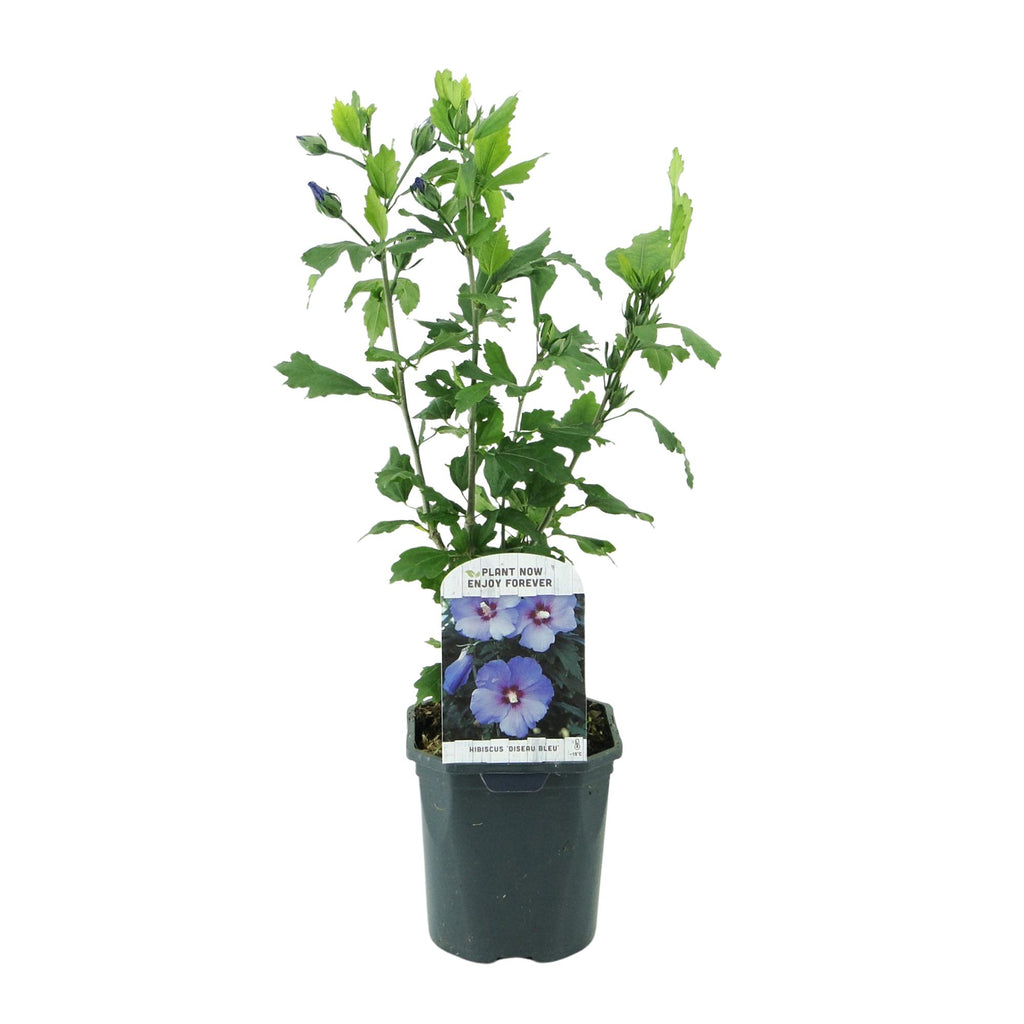 Green boutiQ - Arbustes - Hibiscus syriacus Oiseau Bleu - Fleur bleue - 1 plante - Caduc - Peu d'entretien - Pot 17cm Hauteur 45cm