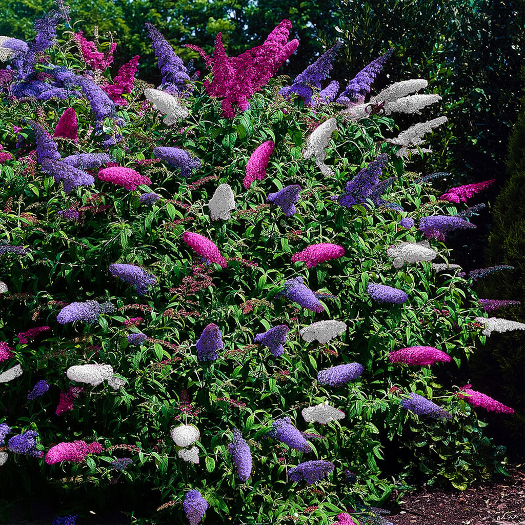 Green boutiQ - Arbre aux papillons - Buddleja davidii Tricolour - Fleurs roses, blanches et violettes - 1 plante - Caduc - Attire les papillons - Pot 17cm Hauteur 30cm