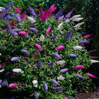 Green boutiQ - Arbre aux papillons - Buddleja davidii Tricolour - Fleurs roses, blanches et violettes - 1 plante - Caduc - Attire les papillons - Pot 17cm Hauteur 30cm