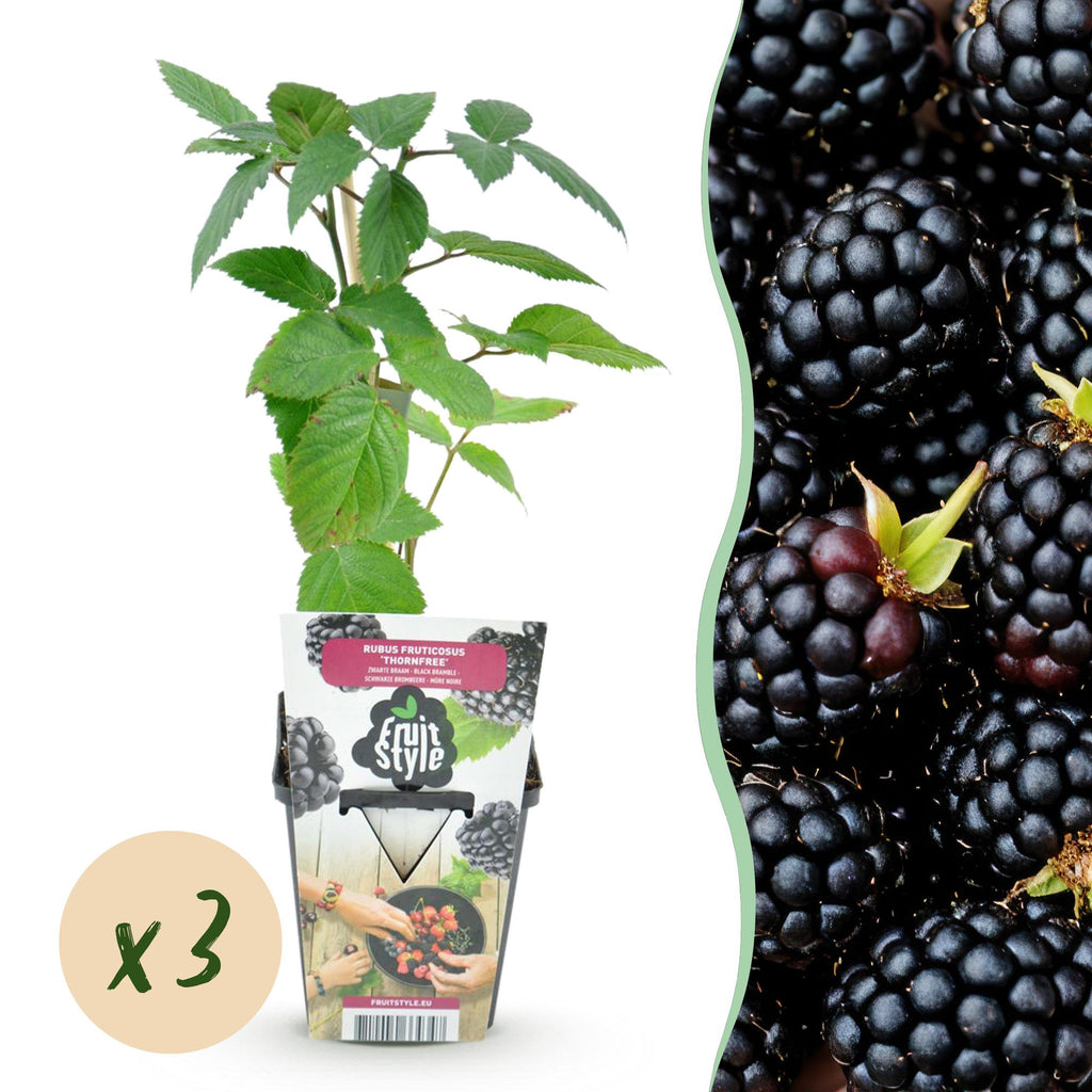 Green boutiQ - Plants fruitiers - Mûrier sans épines - Rubus Thornfree - Rustique - 3 plantes - Pot 9 cm - Mûre noire