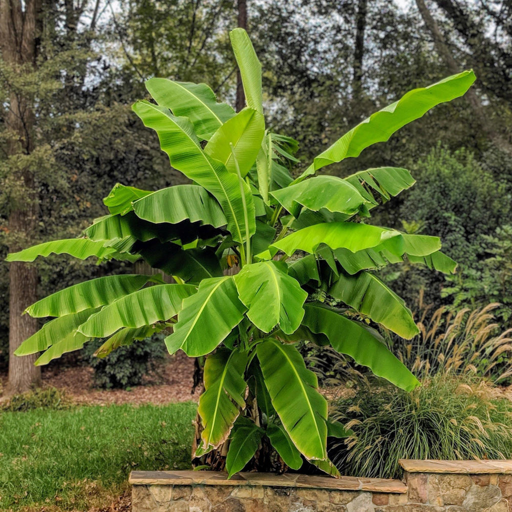 Green boutiQ - Plante fruitière - Musa Basjoo - Bananier - Rustique - Vert - 2 Plantes - Pot 15cm - Hauteur 50cm