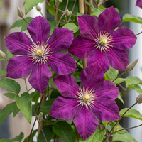 6x Clematis Rouge Cardinal - Bosrank Rode Kardinaal - Rood - Klimplant - Ø9cm - ↕35cm