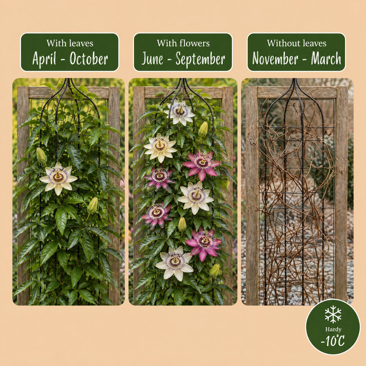 12x Passiflora Rainbow - Rainbow passion flower - White - Purple - Pink - Purple - Climber - Ø9cm - ↕35cm