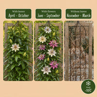 12x Passiflora Rainbow - Rainbow passion flower - White - Purple - Pink - Purple - Climber - Ø9cm - ↕35cm