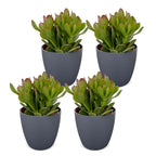 4x Crassula Ovata - Jade plant - Green - Succulent/cactus - incl. grijze pot - Ø12cm