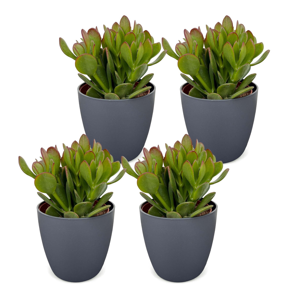 4x Crassula Ovata - Jade plant - Green - Succulent/cactus - incl. grijze pot - Ø12cm