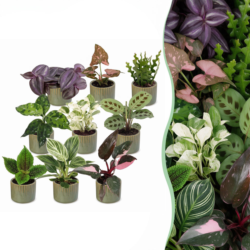 9x Baby Plants Surprise Box - Baby Plants Surprise Box - Various colours - Tropical - incl. Linnea Olive - Ø6cm - ↕5-15cm