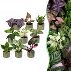 9x Baby Plants Surprise Box - Baby Plants Surprise Box - Various colours - Tropical - incl. Linnea Olive - Ø6cm - ↕5-15cm