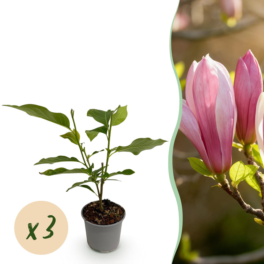 Green boutiQ - Gartenpflanze - Magnolia Ricki - Blüte Rot - 3 Pflanzen - Laubabwerfend - Pflegeleicht - Topf 12cm Höhe 30cm