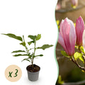 Green boutiQ - Gartenpflanze - Magnolia Ricki - Blüte Rot - 3 Pflanzen - Laubabwerfend - Pflegeleicht - Topf 12cm Höhe 30cm