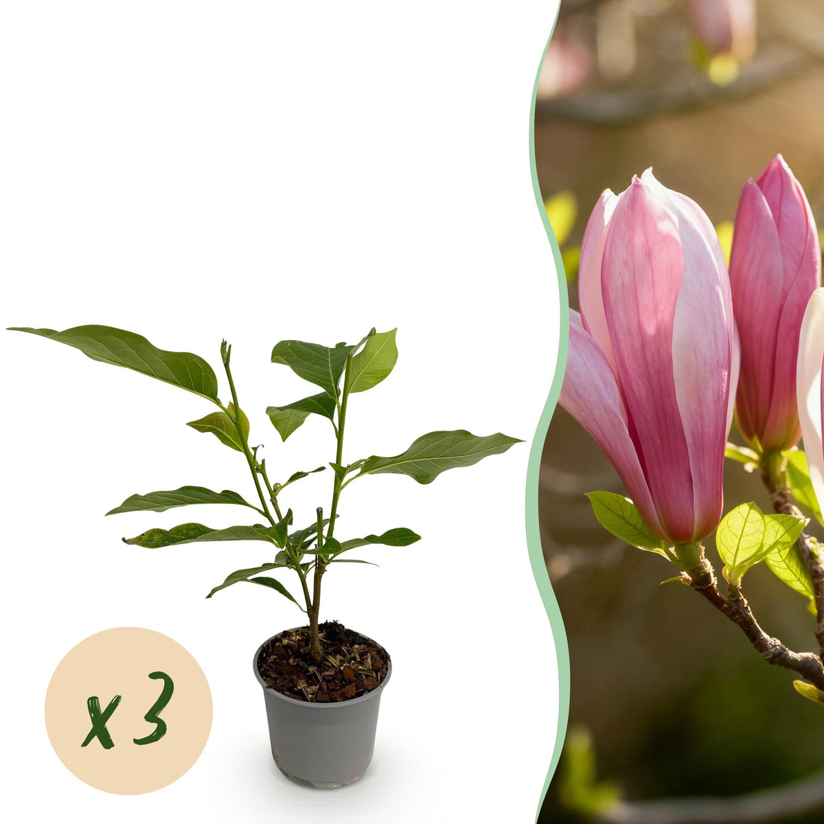 Green boutiQ - Plante de jardin - Magnolia Ricki - Fleur rouge - 3 plantes - Caduque - Peu d'entretien - Pot 12cm Hauteur 30cm