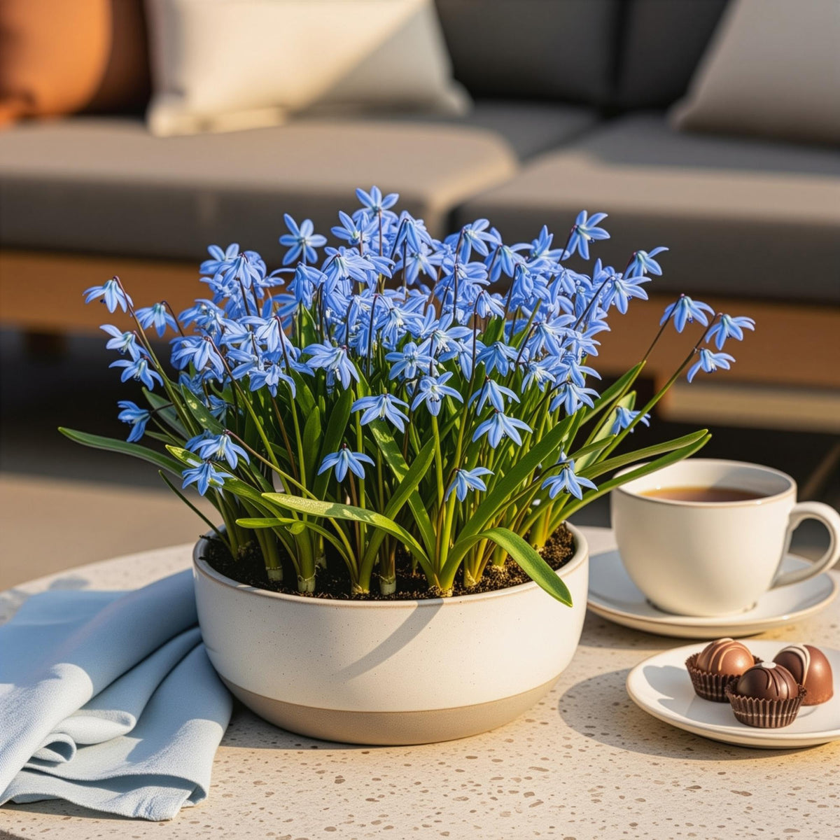 Green boutiQ - Bloembollen - Scilla Siberica - Kleur Paars - 50 stuks - Bolmaat 7/8 - XXL Pack