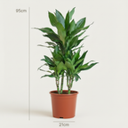 Green boutiQ - Plante d'intérieur - Dragonnier Janet Craig - Dracaena Janet Craig - Vert - Peu d'entretien - 1 plante - Pot 21cm - Hauteur 90 - 100cm