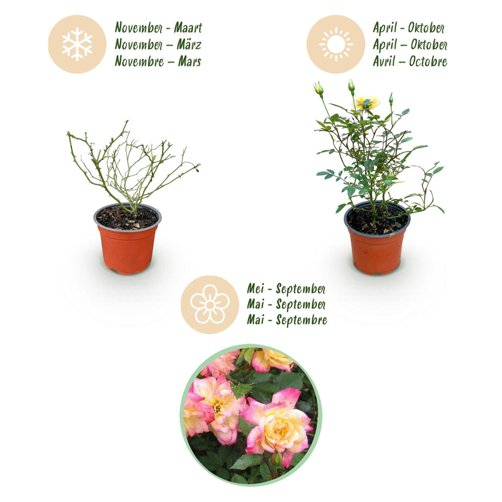 Green boutiQ - Rosier de jardin - Rosa Tricolor Fairy - Rosier - Rustique - Jaune-Rose - 1 plante - Pot 12 cm - Hauteur 20-25 cm