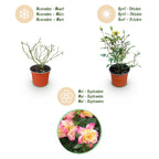 Green boutiQ - Rosier de jardin - Rosa Tricolor Fairy - Rosier - Rustique - Jaune-Rose - 1 plante - Pot 12 cm - Hauteur 20-25 cm