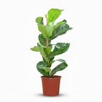 Green boutiQ - Zimmerpflanze - Geigenfeige - Ficus Lyrata - Grün - Pflegeleicht - 1 Pflanze - Topf 21cm - Höhe 75 - 85cm