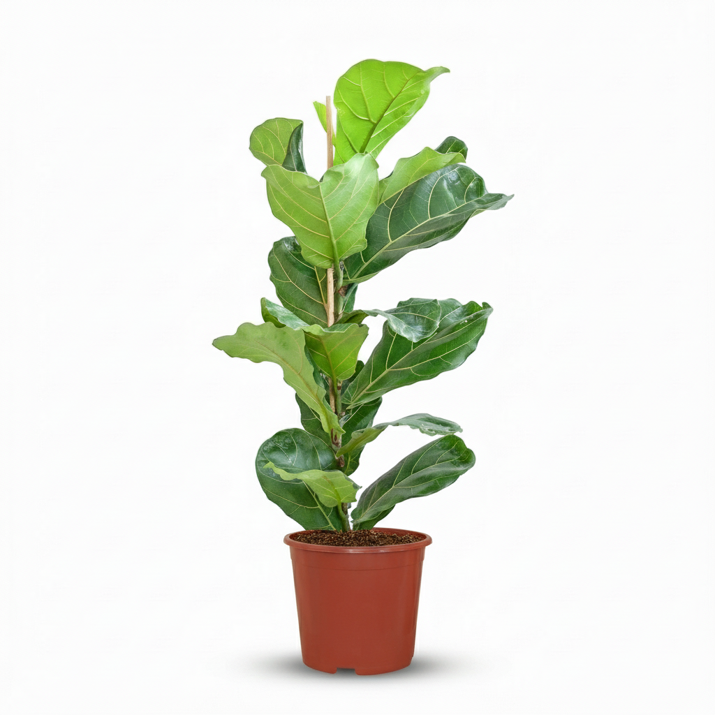 Green boutiQ - Plante d'intérieur - Figuier lyre - Ficus Lyrata - Vert - Entretien facile - 1 plante - Pot 21 cm - Hauteur 75 - 85 cm