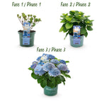 Green boutiQ - Plante de terrasse - Hortensia - Hydrangea Magical Revolution Blue - Bleu - 6-10 fleurs - Pot 23 cm Hauteur 55 cm