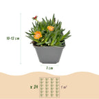 12x - Mélange de Delosperma - Ø 7 cm - ↕ 10-12 cm