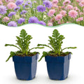 Green boutiQ - Stauden - Skabiosen-Duo - Tauben-Skabiose - Bienen- und Schmetterlingsmagnet - Violett - Rosa - 12 Pflanzen - Topf 11 cm - Höhe 15-25 cm