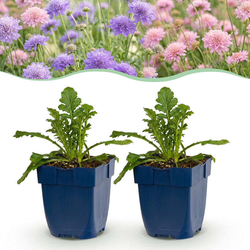 Green boutiQ - Vasteplant - Scabiosa Duo - Duifkruid - Bijen en Vlinderlokkers - Paars - Roze - 12 Planten - Pot 11cm - Hoogte 15-25cm