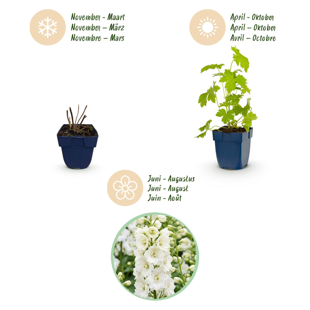 Green boutiQ - Stauden - Delphinium (P) Galahad - Rittersporn - Bienen- und Schmetterlingsmagnet - Weiß - 24 Pflanzen - Topf 11cm - Höhe 15-25cm