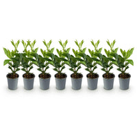Green boutiQ - Haagplanten - Prunus laurocerasus Caucasica- blad groen - 8 planten - 1 strekkende meter - groenblijvend - pot 9cm hoogte 30-35cm