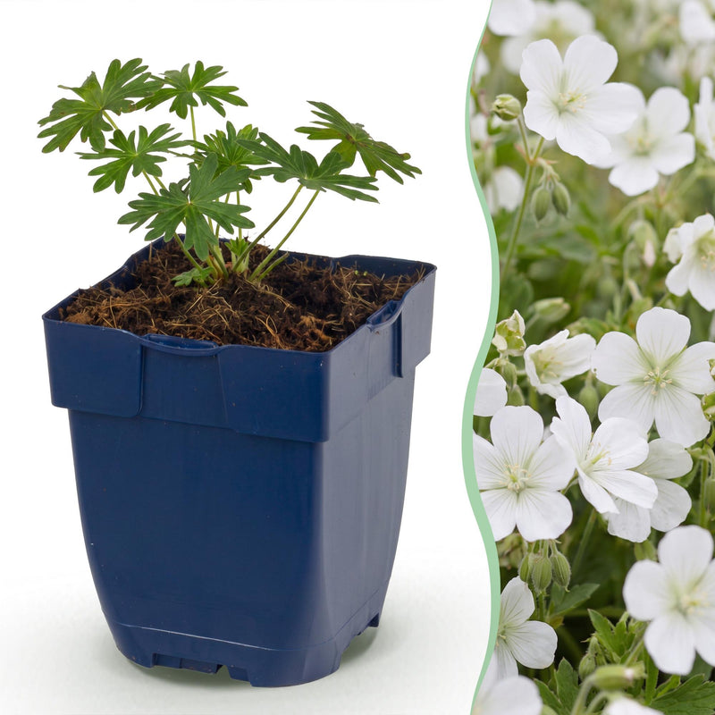 Green boutiQ - Vasteplant - Geranium sang. Album - Ooievaarsbek - Bodembedekkend - Wit - 12 Planten - Pot 11cm - Hoogte 15-25cm