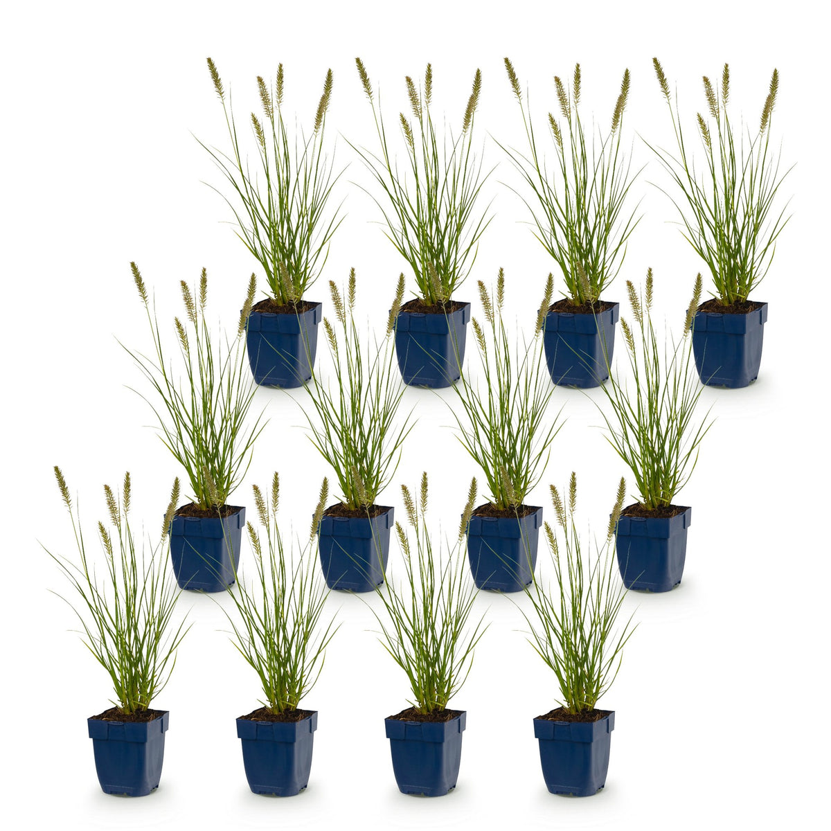 Green boutiQ - Grasses - Pennisetum alop. Hameln - Fountain Grass - With Plume - Green - 12 Plants - Pot 11cm - Height 15-25cm