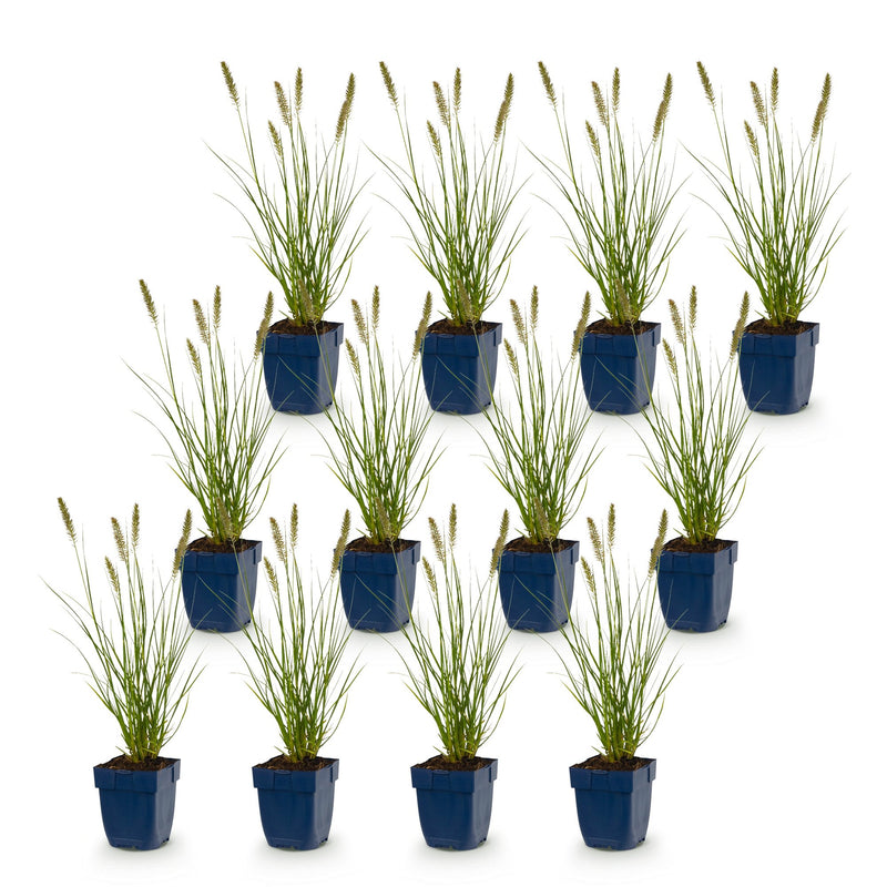 Green boutiQ - Grasses - Pennisetum alop. Hameln - Fountain Grass - With Plume - Green - 12 Plants - Pot 11cm - Height 15-25cm