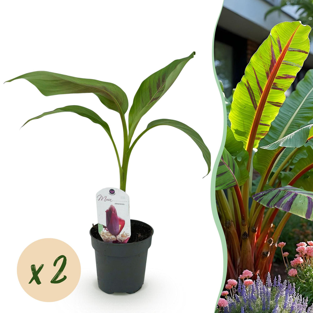 Green boutiQ - Fruitplant - Bananen plant - Musa sikkemensis Red Tiger - Winterhard - 2 planten - Pot 12cm Hoogte 30cm