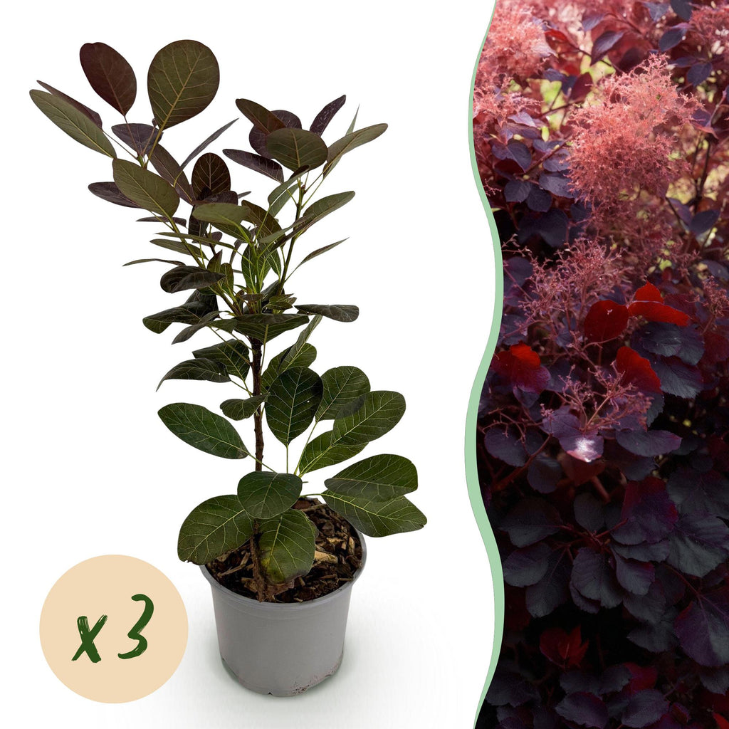 Green boutiQ - Plante de jardin - Cotinus coggygria Royal Purple - Violet - 3 Plantes - Caduc - Entretien facile - Pot 12 cm Hauteur 35 cm
