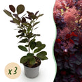 Green boutiQ - Plante de jardin - Cotinus coggygria Royal Purple - Violet - 3 Plantes - Caduc - Entretien facile - Pot 12 cm Hauteur 35 cm