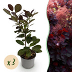 Green boutiQ - Plante de jardin - Cotinus coggygria Royal Purple - Violet - 3 Plantes - Caduc - Entretien facile - Pot 12 cm Hauteur 35 cm