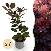 Green boutiQ - Tuinplant - Cotinus coggyria Royal Purple - Paars - 3 Planten - Bladverliezend - Weinig Onderhoud - Pot 12cm Hoogte 35cm
