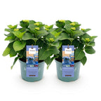 Green boutiQ - Terrassenpflanze - Hortensie - Hydrangea Magical Revolution Blue - Blau - 6-10 Blüten - 2 Pflanzen - Topf 23cm Höhe 55cm