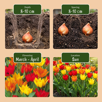 100x Tulipa Praestans Mix - Tulipa Praestans Mengsel - Diversen - Voorjaarsbloeier - Bolmaat 8/9