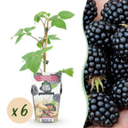 Green boutiQ - Plants fruitiers - Mûre - Rubus Black Satin - Rustique - 6 plantes - Pot 9 cm - Mûre noire