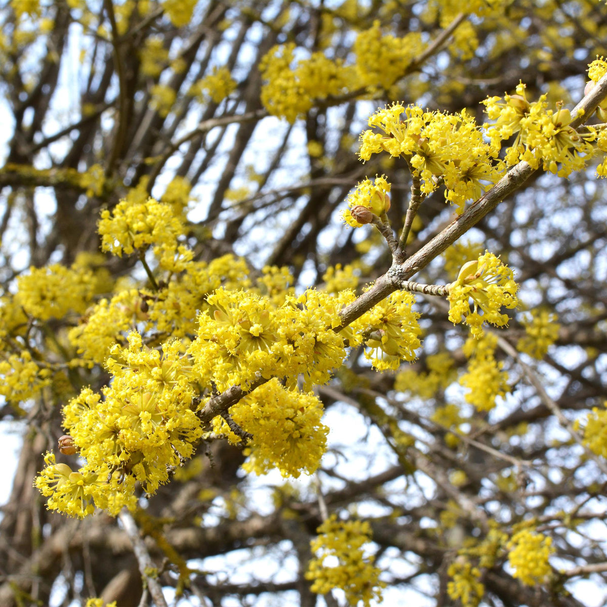 Green boutiQ - Plante de jardin - Cornus mas - Fleur jaune - 1 plante - Caduc - Peu d'entretien - Pot 12 cm Hauteur 35 cm